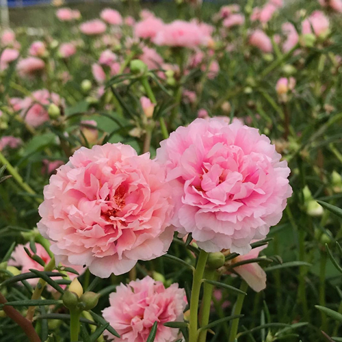 太阳花苗枝条夏秋开花不断耐热植物盆栽花卉苗重瓣混色15包邮 鲜花速递/花卉仿真/绿植园艺 时令草本花卉 原图主图