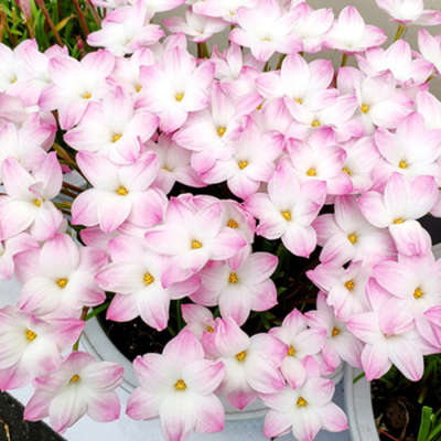 耐热石蒜四季庭院花坛风雨兰