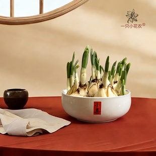 漳州水仙花种球养护好含盆陶瓷盆水培盆栽单瓣重瓣复瓣已养护春节