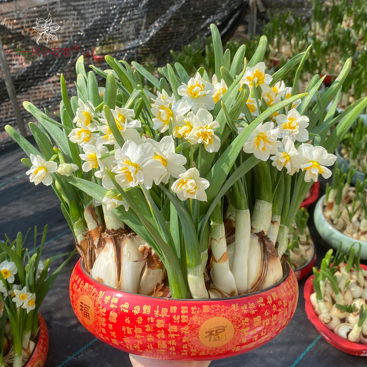 漳州水仙花种球水培盆栽水养室内易活重瓣复瓣冬季农户一只小花农