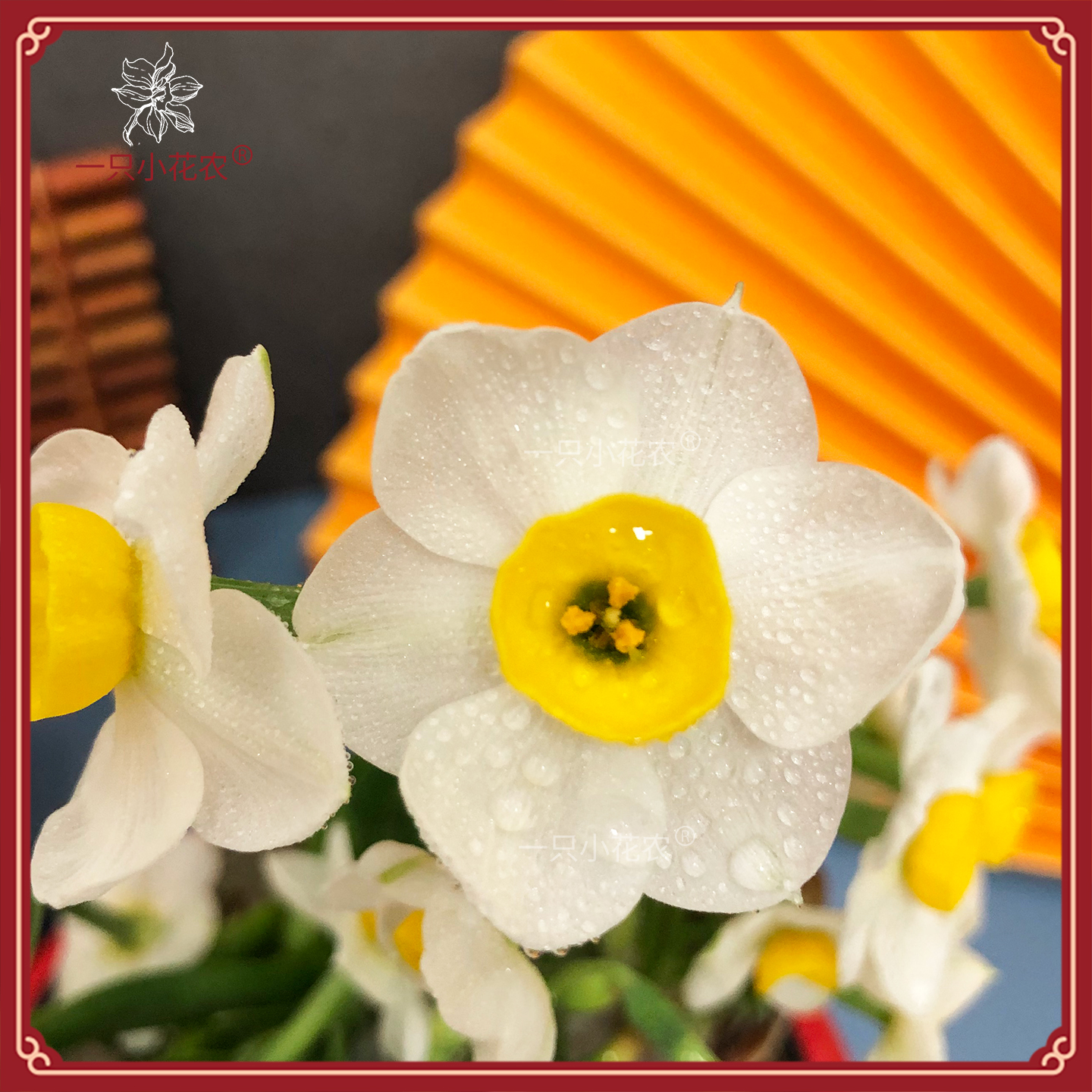 农户自营花农严选漳州水仙花种球