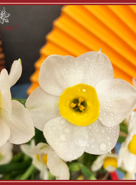 一只小花农漳州水仙花种球花农严选水培盆栽水养单瓣室内冬季农户