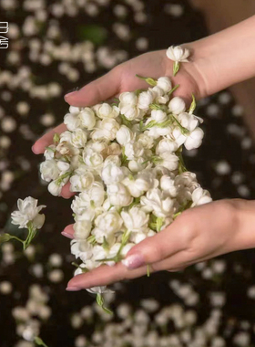 【对白茶舍】茉莉六堡 黑茶 茉莉花茶 六堡茶 花香浓郁 滋味温厚