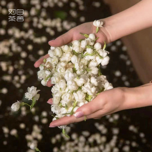 茉莉六堡茶花香浓郁滋味温厚