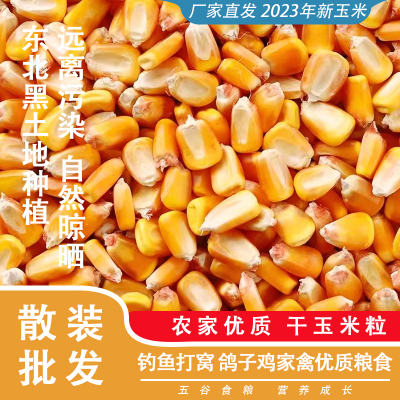 玉米粒商用鸽粮干玉米粒无霉斑鸡鸭鹅饲料钓鱼打窝农家苞谷棒子粒