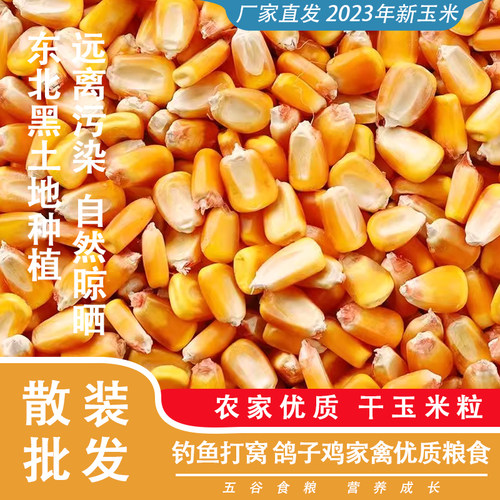 玉米粒商用鸽粮干玉米粒无霉斑鸡鸭鹅饲料钓鱼打窝农家苞谷棒子粒