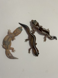 肥尾守宫橘白无纹奶牛祖鲁幽灵奥利奥等温顺爬宠萌宠懒人宠物异宠