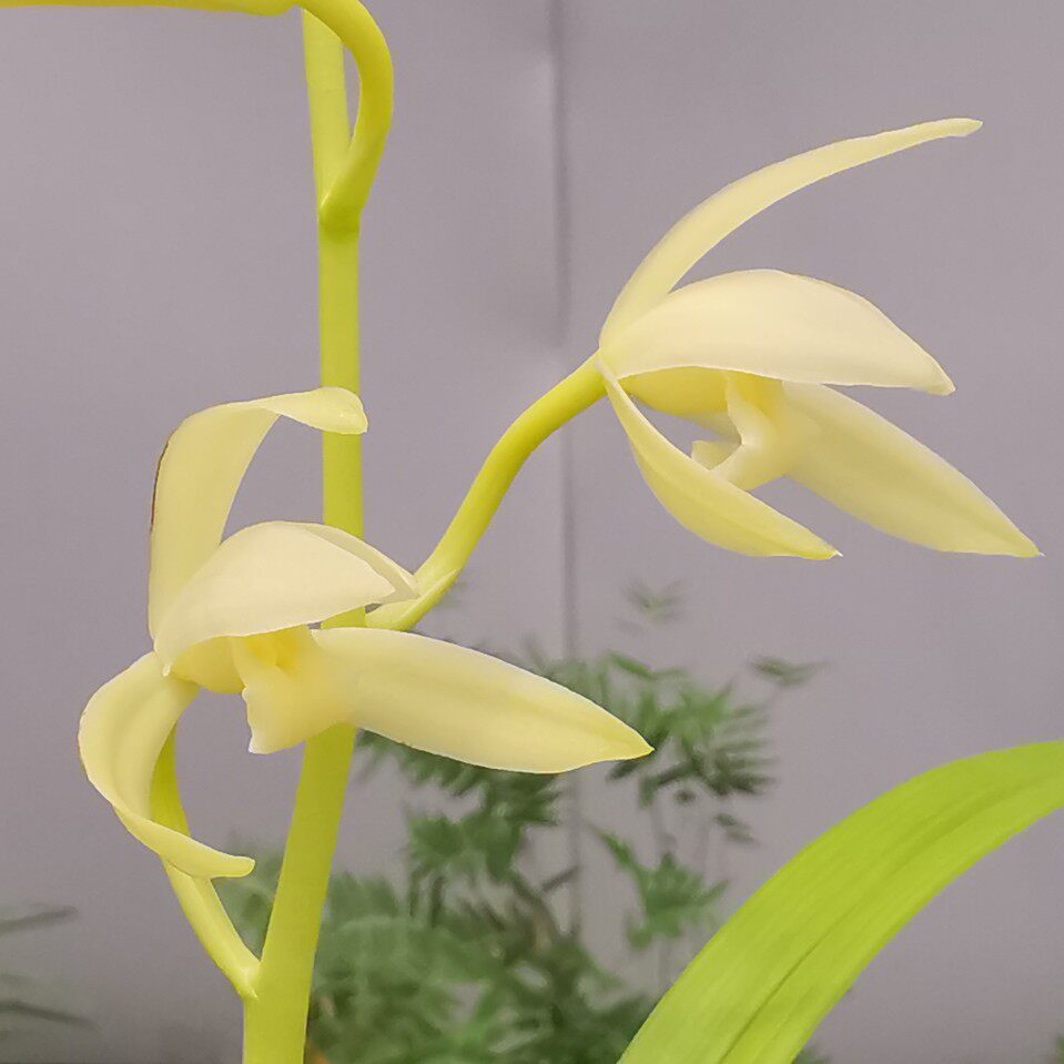 建兰黄花素心 四季兰田黄玉素 先明艺粉芽兰花 阳台绿植盆栽室内