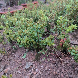 大别山珍珠黄杨小苗小叶盆栽绿植安徽万佛山品种桌面庭院客厅
