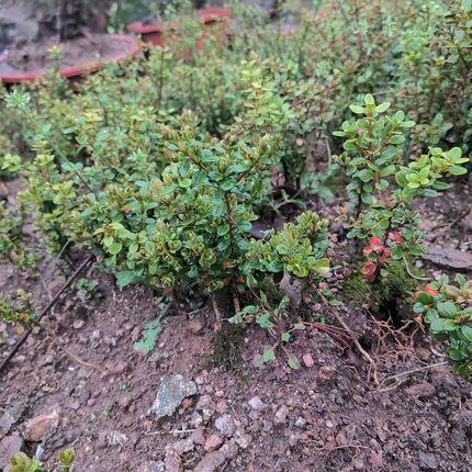 大别山珍珠黄杨小苗小叶盆栽绿植安徽万佛山品种桌面庭院客厅
