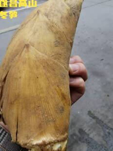 浙江丽水遂昌高山冬笋礼盒5斤装舌尖上的美食营养健康原生态食品
