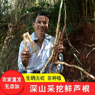 深山芦根干货500g农家自晒苇根芦头苇子根芦芽根芦茅根芦柴根泡茶