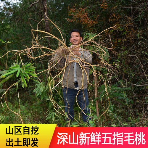 深山新鲜采五指毛桃五爪龙根广东