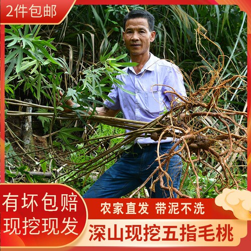 广东五指毛桃根500g新鲜现挖现发