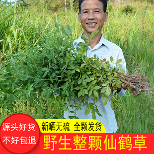 山区仙鹤草干500g农家太阳晒干脱力草龙牙草龙芽草狼牙草全颗无硫