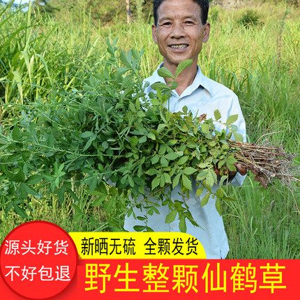 山区仙鹤草干500g农家太阳晒干脱力草龙牙草龙芽草狼牙草全颗无硫