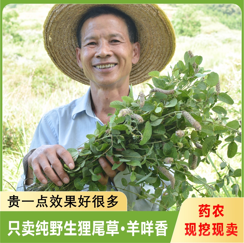 纯野生狸尾草羊咩香干货500g羊咩草狐尾草煲汤煮茶茶包养生中草药