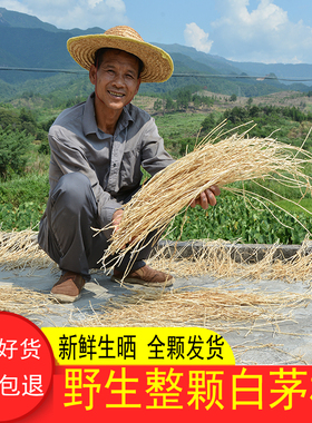 白茅根野生500g农家新货无硫丝毛根毛草根茅草根整条晒干去皮煮水