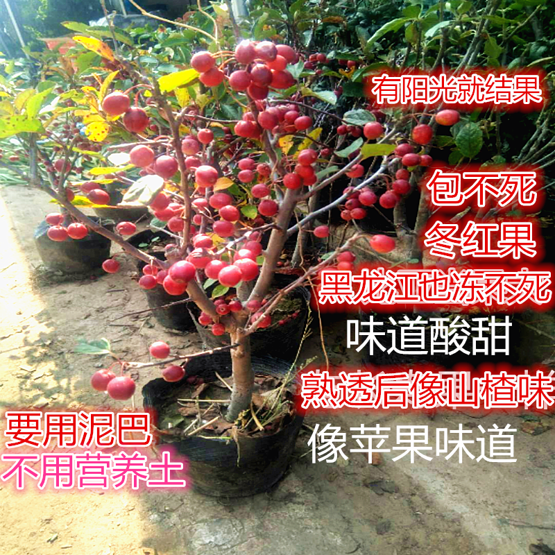 果可以吃冬红果海棠阳台观花观果