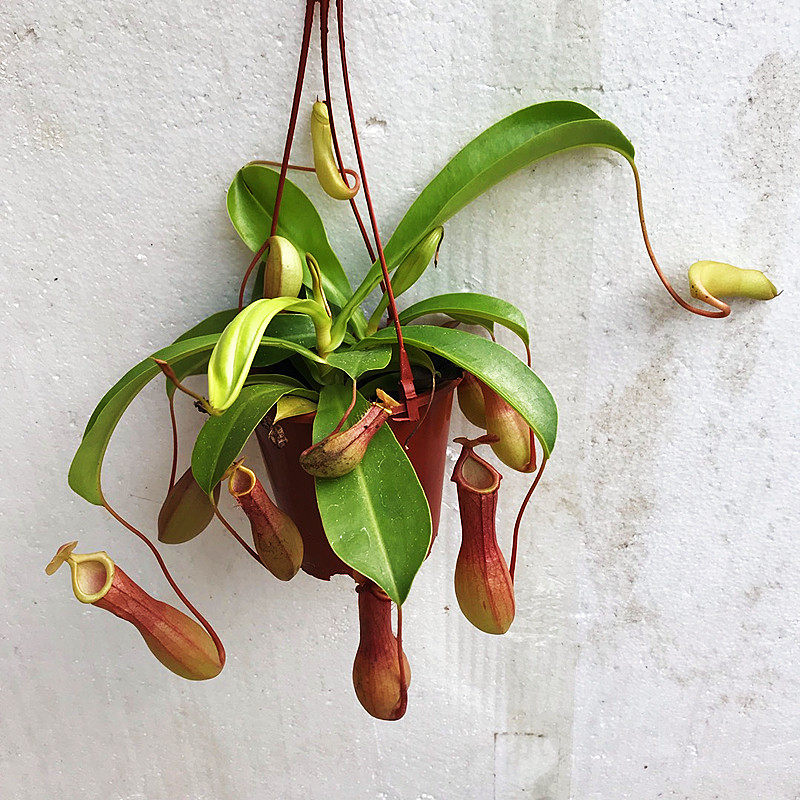 猪笼草盆栽植物花卉室内驱蚊草绿植阳台捕虫草食虫草吊兰好养活