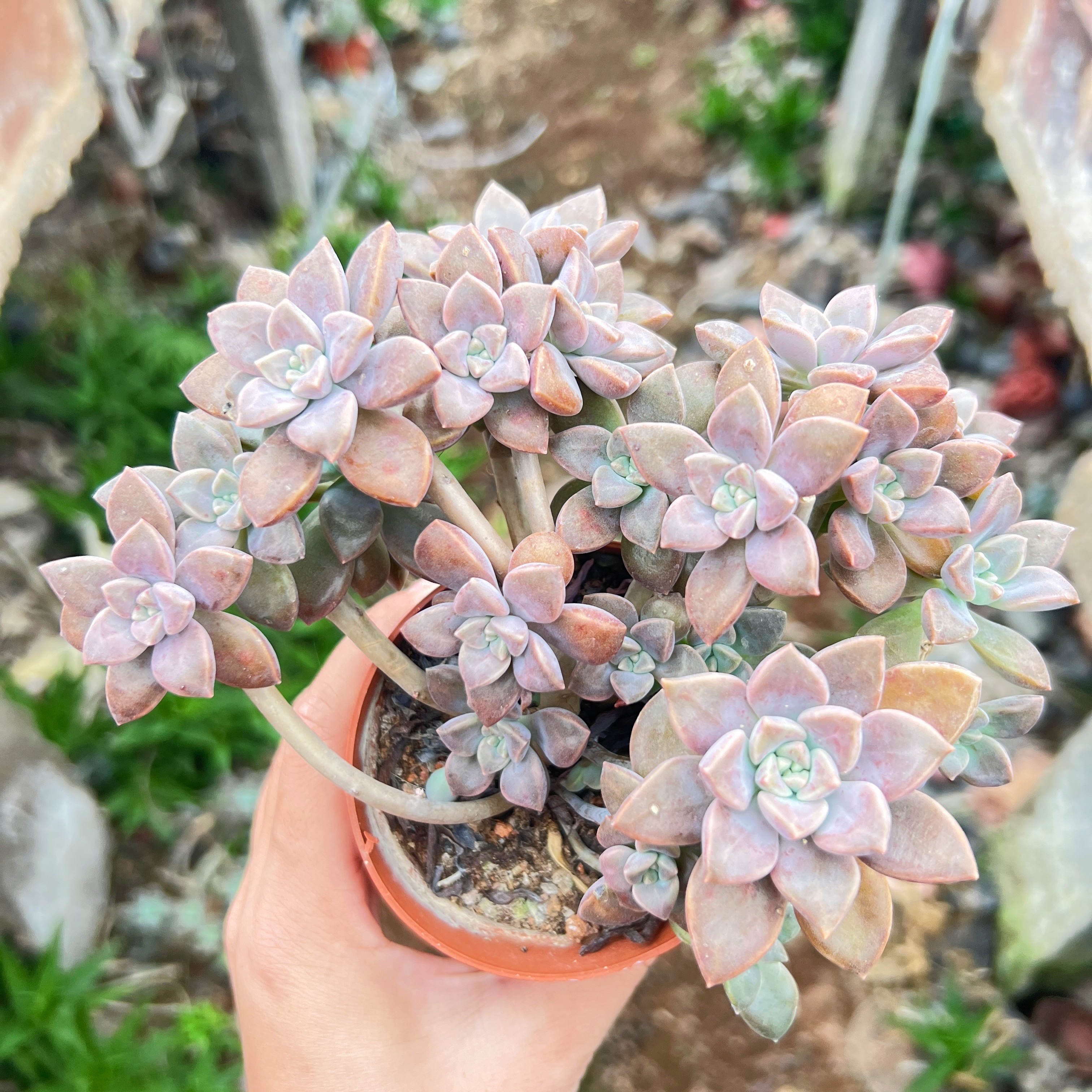 阿伦培群生悬崖老桩多头精品多肉植物室内绿植花卉组合盆栽防辐射