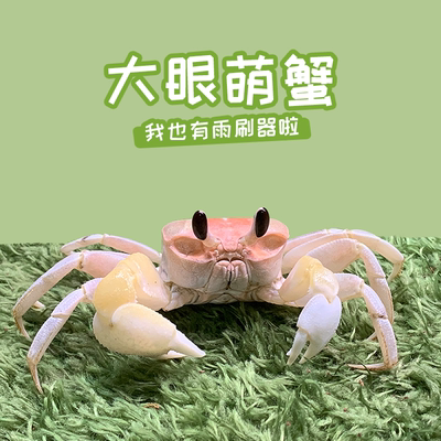 大眼萌蟹可爱水族观赏蟹宠物中华沙蟹螃蟹宠物寄居蟹雨刮器螃蟹