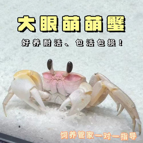 大眼萌蟹可爱水族观赏蟹宠物中华沙蟹螃蟹宠物寄居蟹雨刮器螃蟹