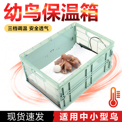 牡丹玄凤幼鸟雏鸟手养便携式迷你