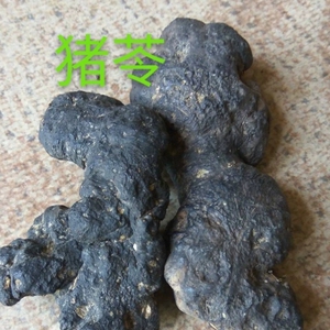 中药材正品原生态无硫猪苓  优选猪苓个子  猪苓汤 猪苓500克包邮