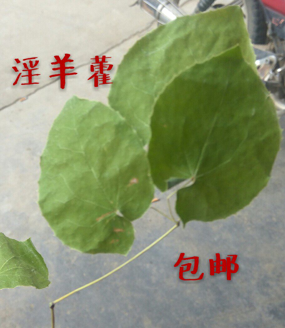 秦岭山野生淫羊霍 小叶圆淫羊霍 淫羊霍片 阳合叶 男女泡茶淫羊藿