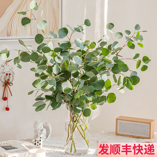 苹果叶尤加利叶配叶云南斗南鲜花基地直发昆明花卉市场批鲜切花发