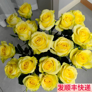黄玫瑰鲜花黄色鲜切花云南斗南基地直发花卉市场真花情人节礼物