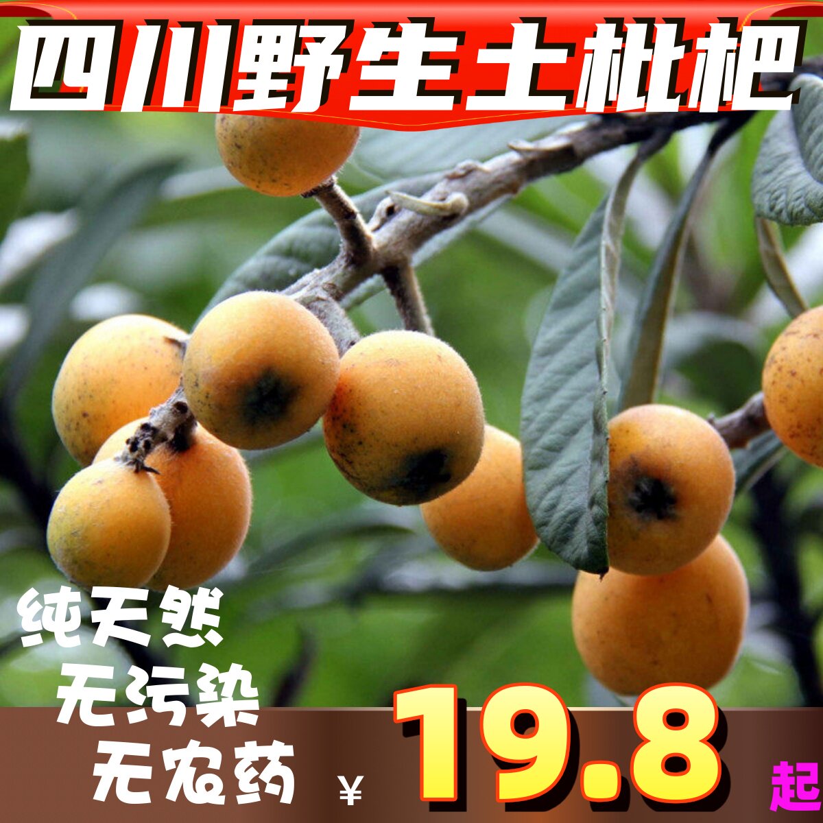 四川野生枇杷土琵琶新鲜孕妇水果纯天然无污染高山野枇杷非米易