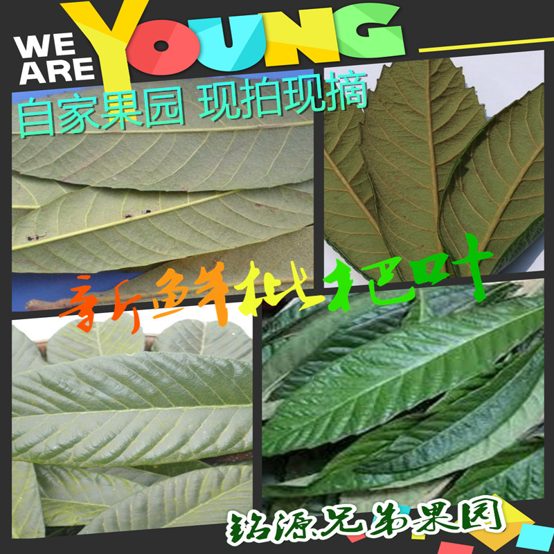 新鲜枇杷叶原茶半斤水果琵琶树叶