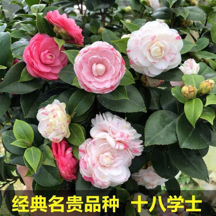 十八学士茶花树苗盆栽一树多色名大型绿植/成品组合盆