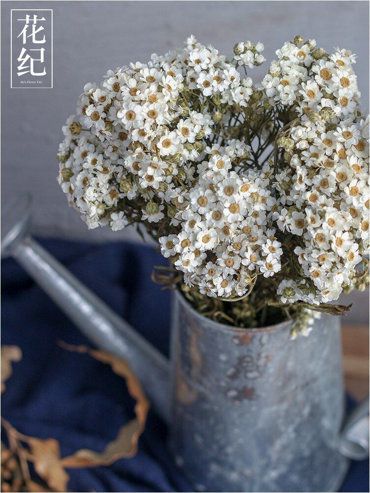 花纪永生花diy文艺小清新zakka藤编花环花材进口 黛西白色