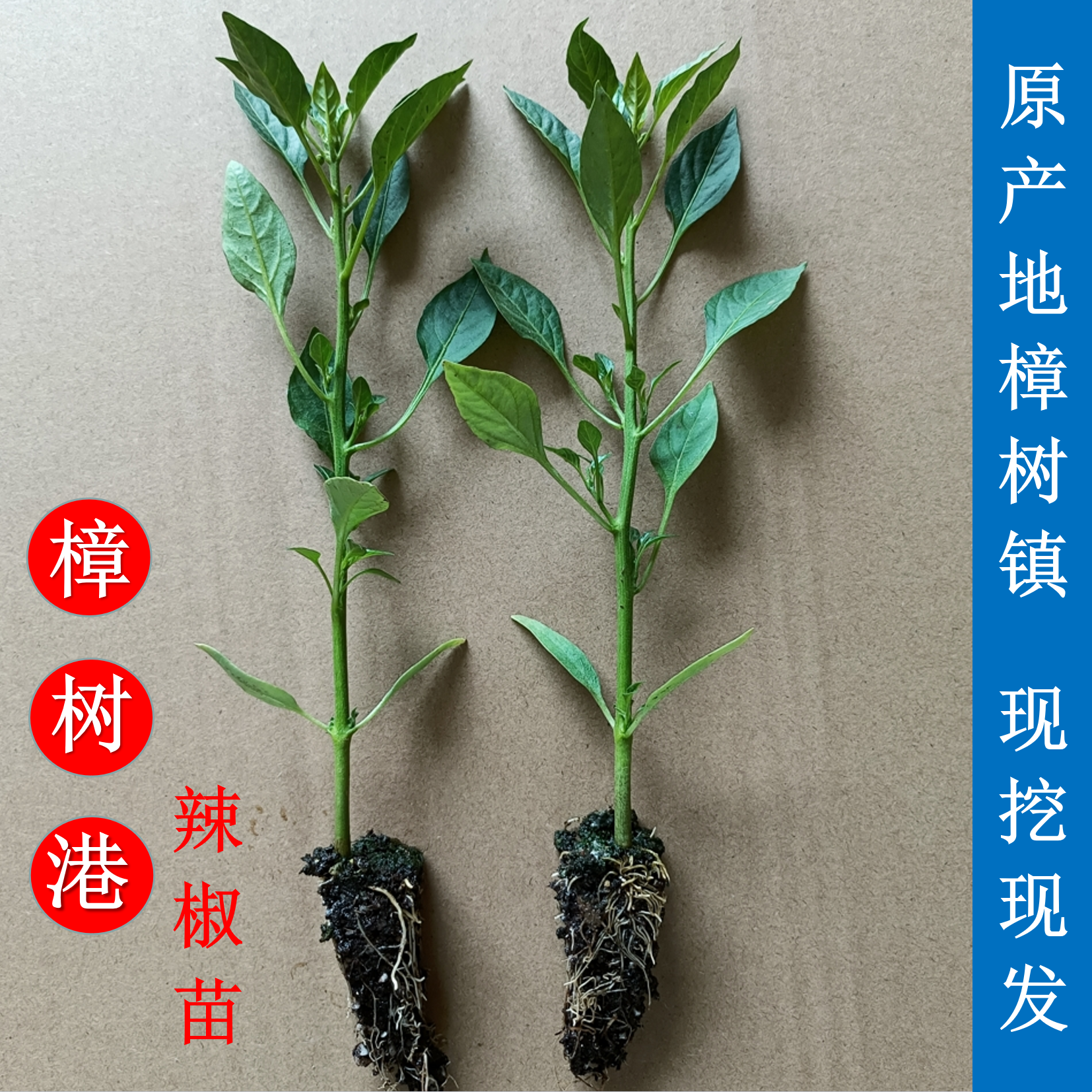 正宗樟树港辣椒苗 穴盘培育少量带土 阳台楼顶盆栽地栽易种好管理