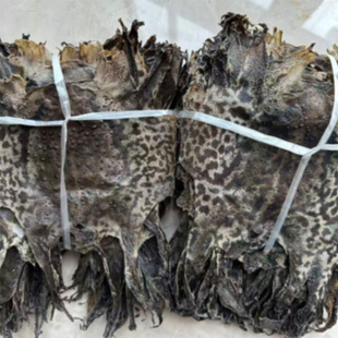 农村常见海蟾蜍蛤蟆皮干蟾衣可定制选择养殖发货处理特价中包邮