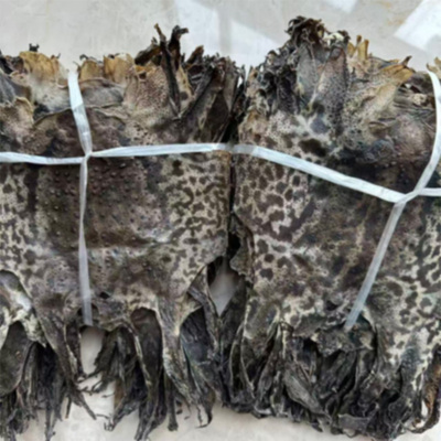 农村常见海蟾蜍蛤蟆皮干蟾衣可定制选择养殖发货处理特价中包邮