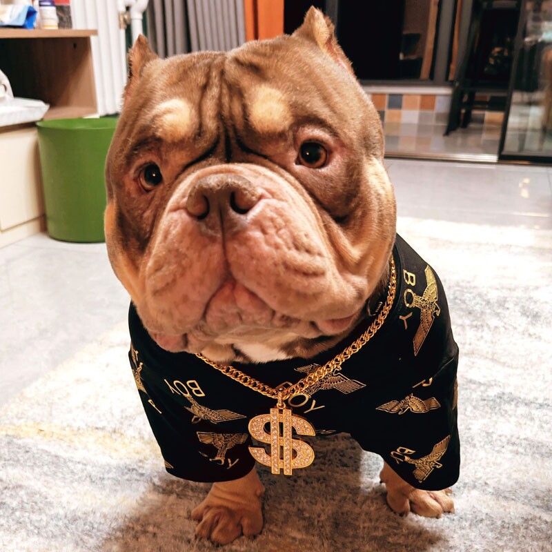 雪纳瑞烫金衣服法斗潮牌服装八哥恶霸英斗泰迪狗衣服春夏新款t恤