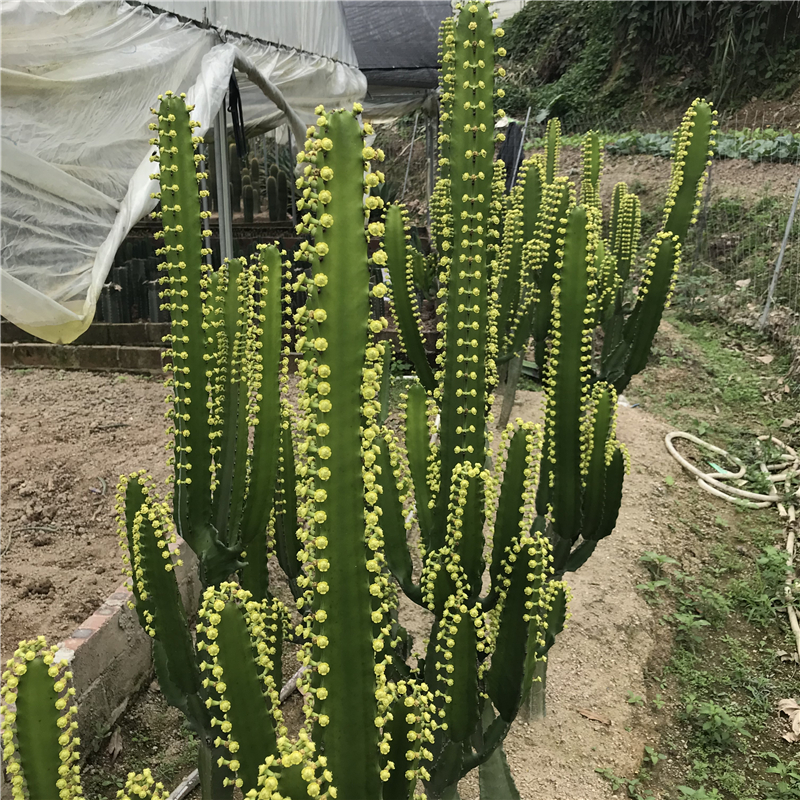 三角大戟仙人掌多肉植物 别墅室内外景观设计施工 大戟科属仙人柱