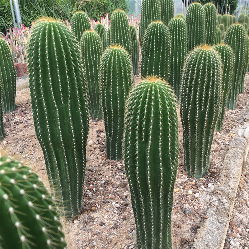 大鳳龍仙人柱室內外沙生多肉植物量天尺龍神木民宿景觀造景仙人掌在類目 鮮花速遞/花卉仿真/綠植園藝, 花卉/綠植盆栽（新）, 多肉植物中 - 來自Buy2taobao.com提供專業的淘寶代購服務
