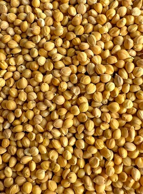 鹦鹉饲料鸟食鸟粮黄谷子 带壳小米玄凤虎皮牡丹专用粮食玉鸟