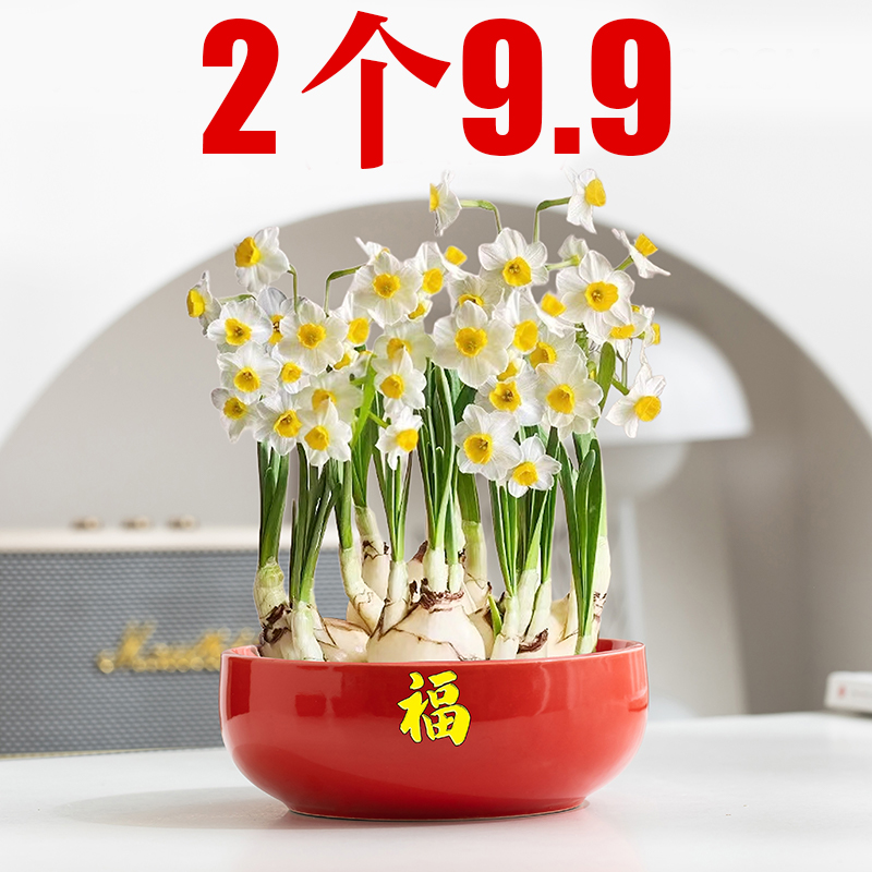 红色水仙花盆绿萝陶瓷水培专用无孔睡碗莲铜钱草多肉大号清仓特价