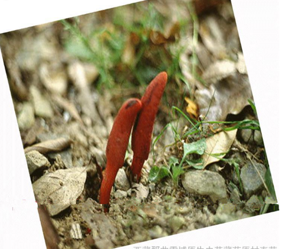 硬劲草 云南苗家中药材泡酒料中草药药酒料滋补药酒药材腾冲特产