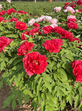 古泽牡丹新日月牡丹花苗带花芽大红色牡丹苗壮苗庭院地栽室内阳台