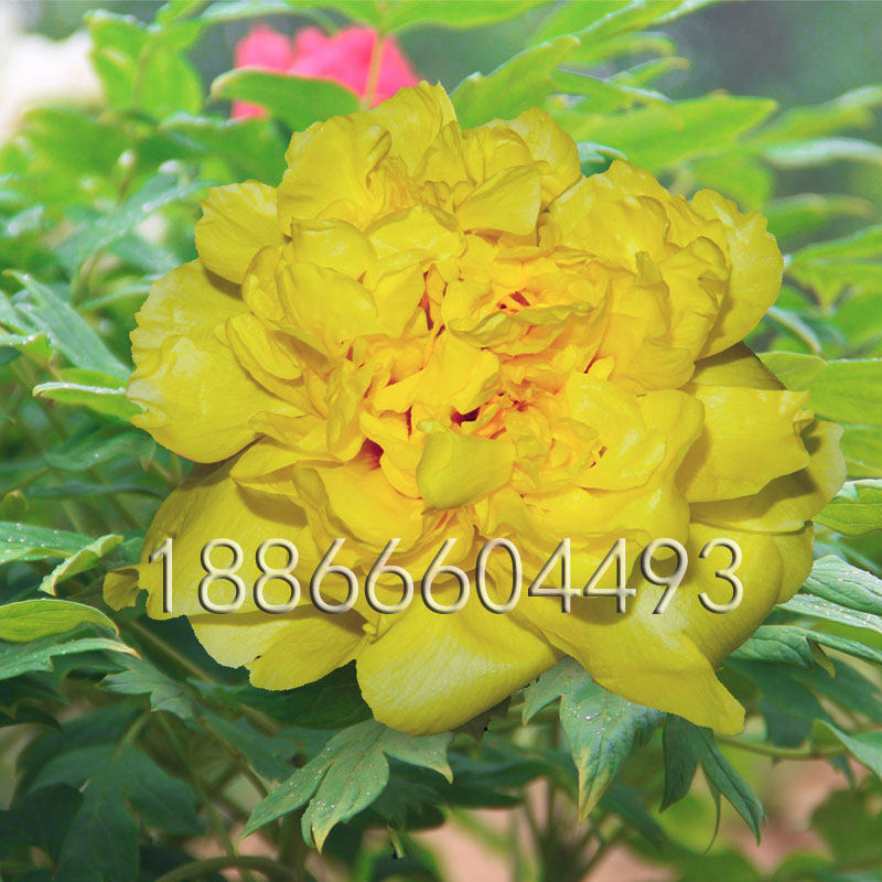 古泽牌进口金晃黄牡丹花苗矮化品种黄牡丹5年苗菏泽发货根系发达