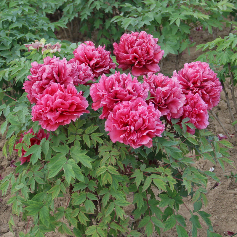 红色大花花王牡丹花王进口大花牡牡丹/芍药