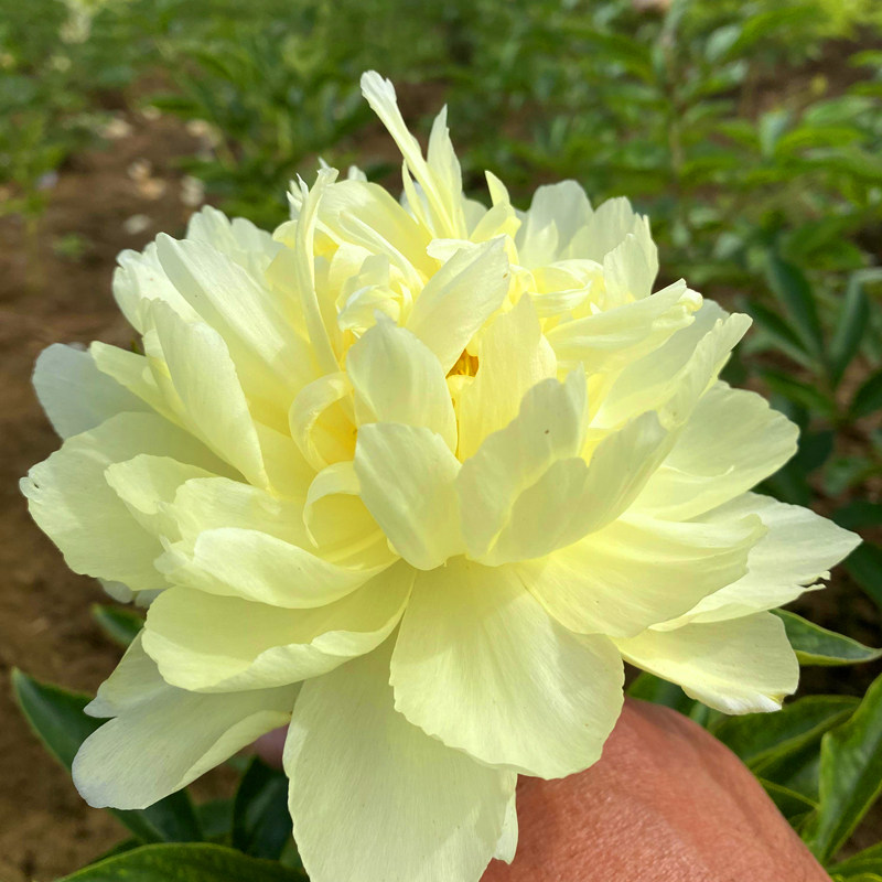 黄金轮芍药花苗黄色传统高端切花大芍药好种易成活枝杆直立