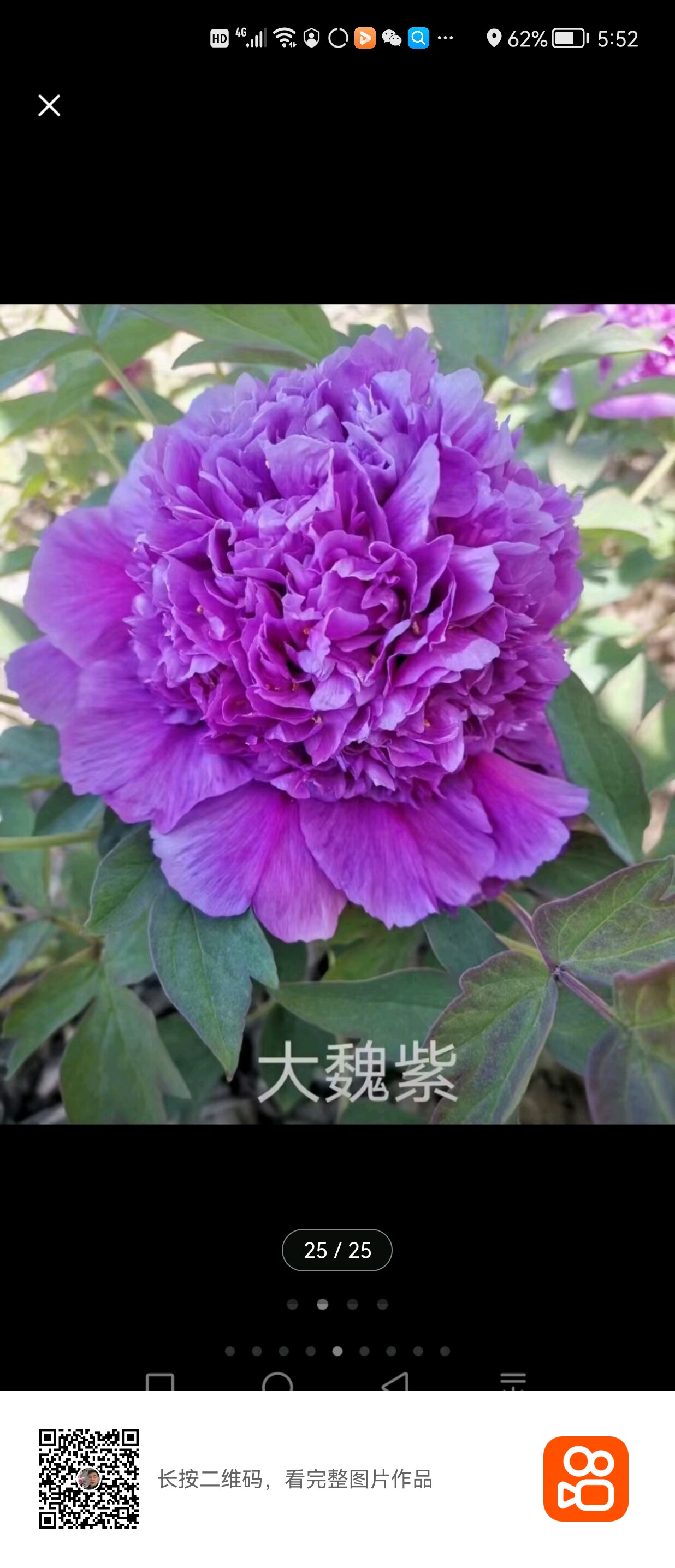 古泽牌魏紫牡丹菏泽牡丹苗牡丹花苗多分枝大苗菏泽发货带原土发货
